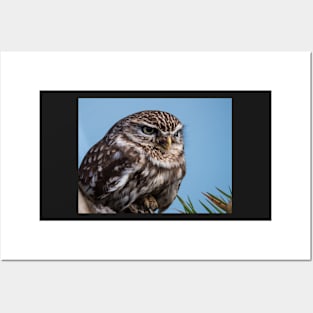 Little owl perched on at tree trunk Posters and Art